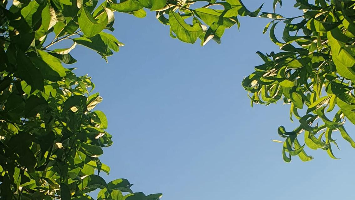 Blick in den Himmel durch einen Baum hindurch