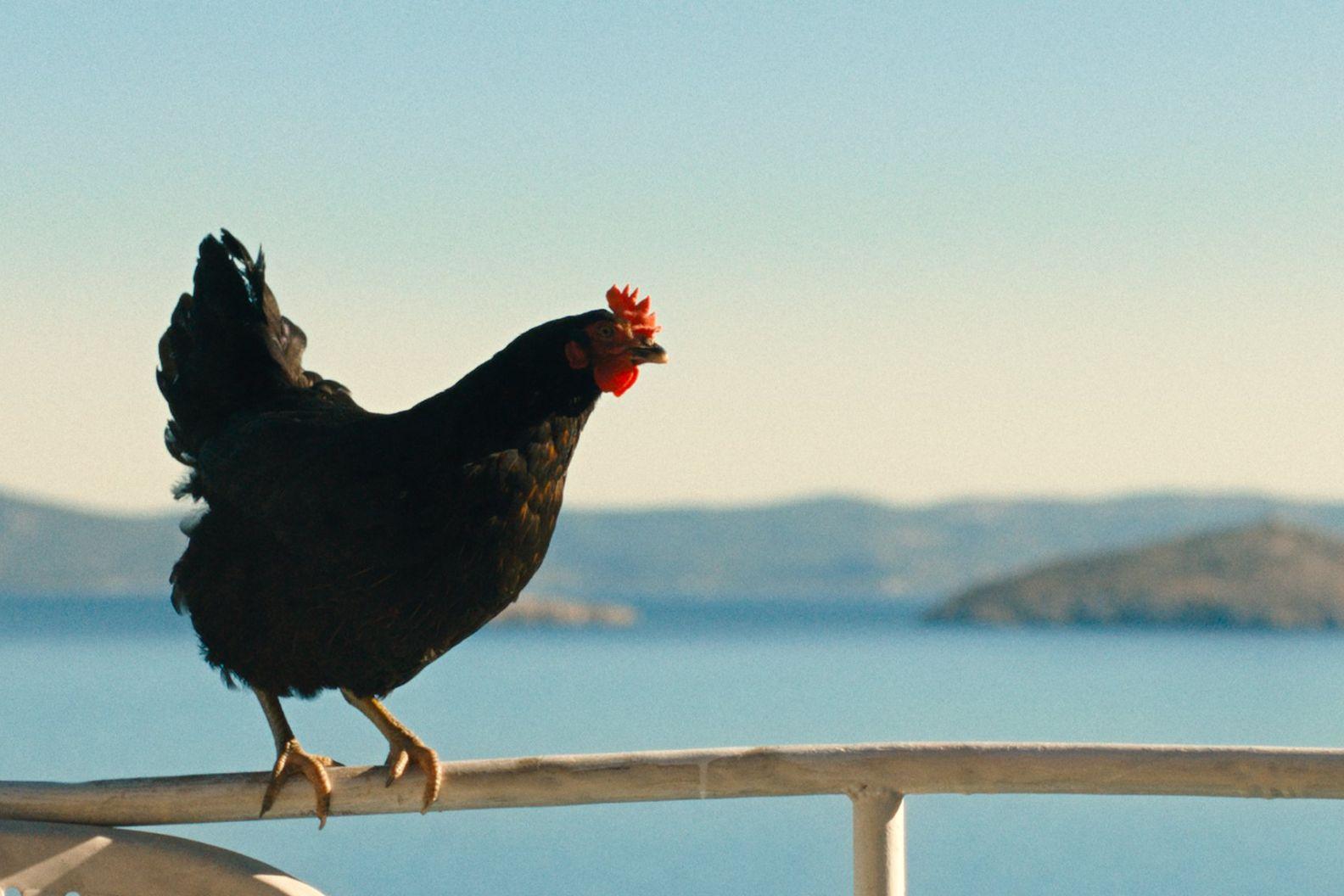 Filmszene Lebensansichten eines Huhns - Huhn auf einem Geländer vor dem Meer