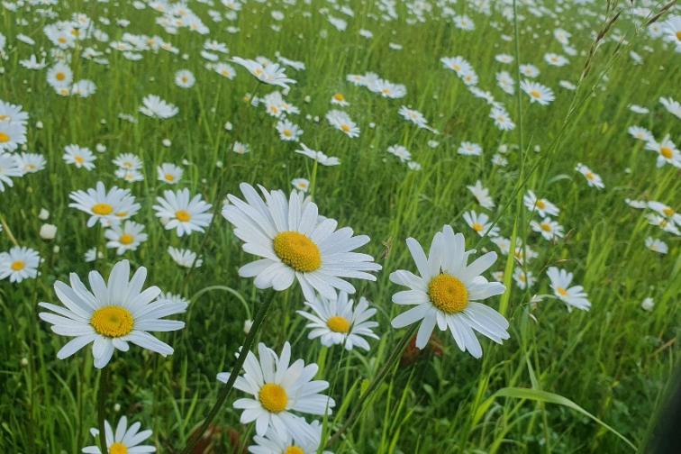 Wiese mit Gänseblümchen